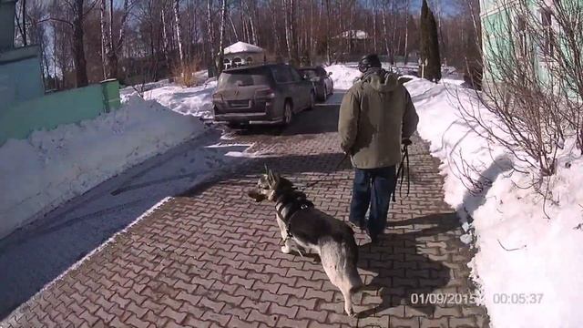 Восточно-европейская овчарка. Столкновение характеров. Ситуативная дрессировка. смотреть онлайн