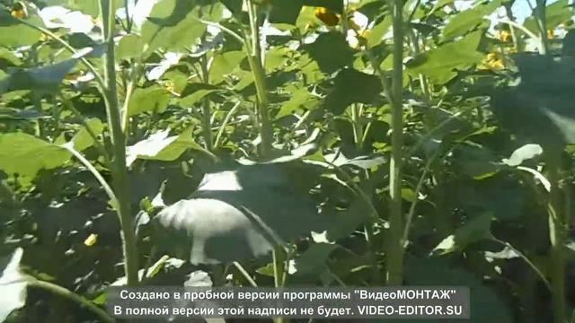 Сжигать солому на полях или нет ? Как будет лучше ??? смотреть онлайн