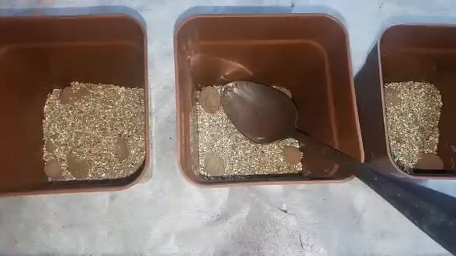 Особенный вид дождевых червей. Тигры и кости смотреть онлайн