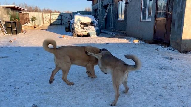 ?ГАМПР ТИТАН—АБОРИГЕНЫ ЭТО ЛЮБОВЬ,ВОСХИЩЕНИЕ И МЕЧТА ДЛЯ ТЕХ КТО ПОНИМАЕТ ЦЕННОСТЬ ЭТИХ СОБАК? смотреть онлайн