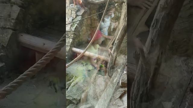 Орангутанги в зоопарке Праги (1/2) смотреть онлайн