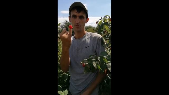 Уборка малины сорта Полана обзор на 02 .08 .2020 г смотреть онлайн