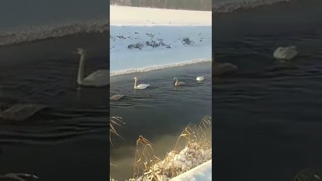 ЛЕБЕДИ ВЗЛЕТАЮТ Европа Беларусь Малорита смотреть онлайн