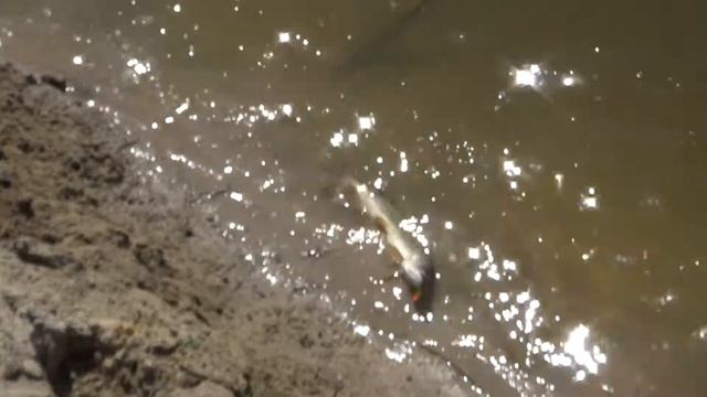 Уроки ловли щуки на блесну смотреть онлайн