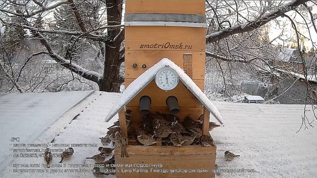 В Омске уже зима-воробышки на завтраке #Омск Россия смотреть онлайн