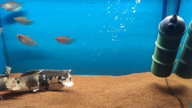 Клариевый сом смотреть онлайн