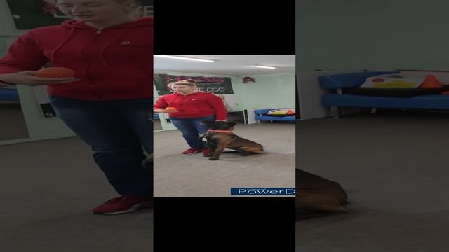 Пример чем занять собаку дома