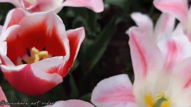 Тюльпаны.26.05.2022. смотреть онлайн
