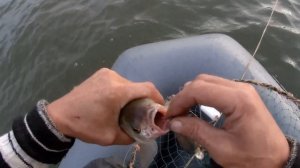 Перемет на судака. Вибро хвост вместо живца. Эффект впечатляет!Проверка перемёта.