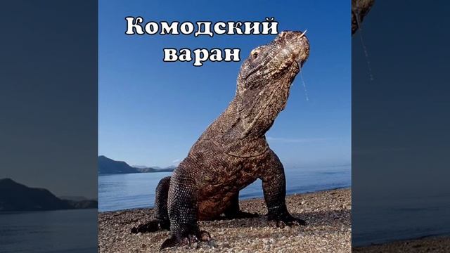 Национальный парк Комодо смотреть онлайн