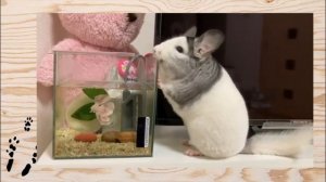 Лучшие приколы про ШИНШИЛЛ! Смешные ШИНШИЛЛЫ! Funny chinchillas❤#27