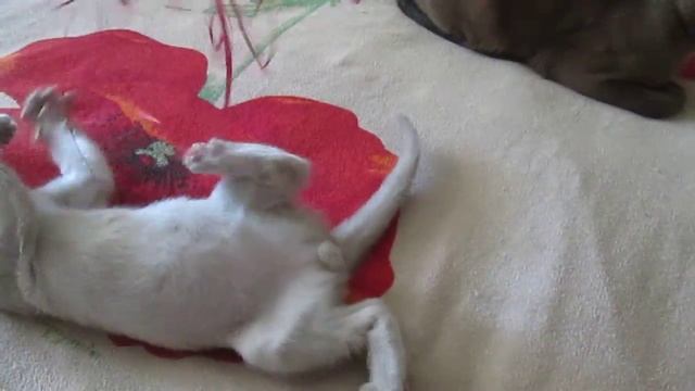 Бурманский лиловый котенок Султан/ Burmese lilac kitten Sultan смотреть онлайн