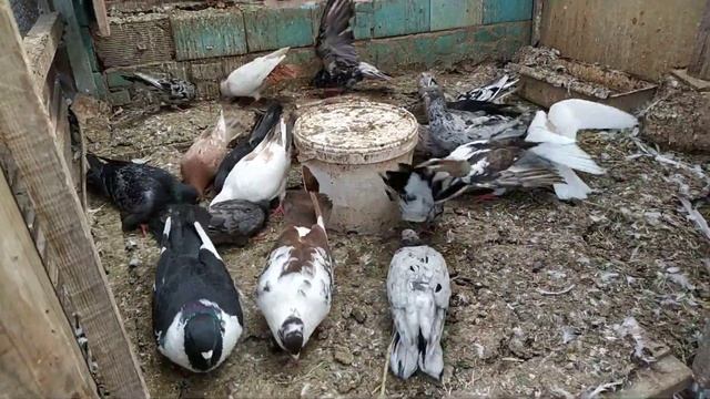 Бакинские голуби шейки, мраморные. В гостях у голубевода Васо Тбилисский, телефон +79614603640 смотреть онлайн