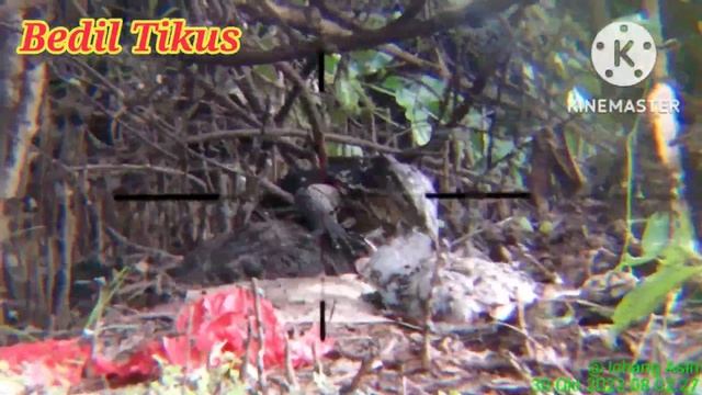 Berburu 14 : Pasopati...PEST CONTROL Hama Biawak (Semak Belukar) - Poin 1 Ekor