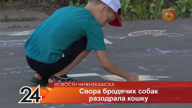 В Нижнекамске свора бродячих собак разодрала кошку смотреть онлайн