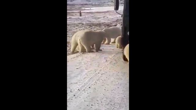 Белые медведи оккупировали самосвал#/делюсь новостями смотреть онлайн