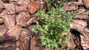 Немофила мой опыт выращивания