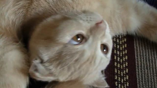 Кот акробат ) А вам так слабо? смотреть онлайн