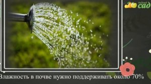 Посадка цикория - как правильно посадить цикорий