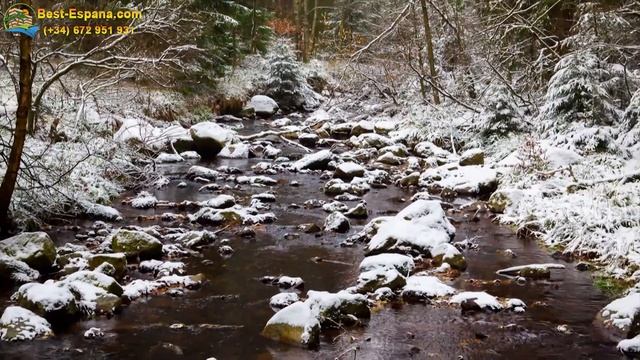 Красивая природа Германии 4К видео, нижняя Саксония, г. Браунлаге, Ганновер, сосны в снегу, горы смотреть онлайн