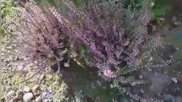 212.# Гортензии в моём саду.Даймонд Руж- украшение моего сада. смотреть онлайн