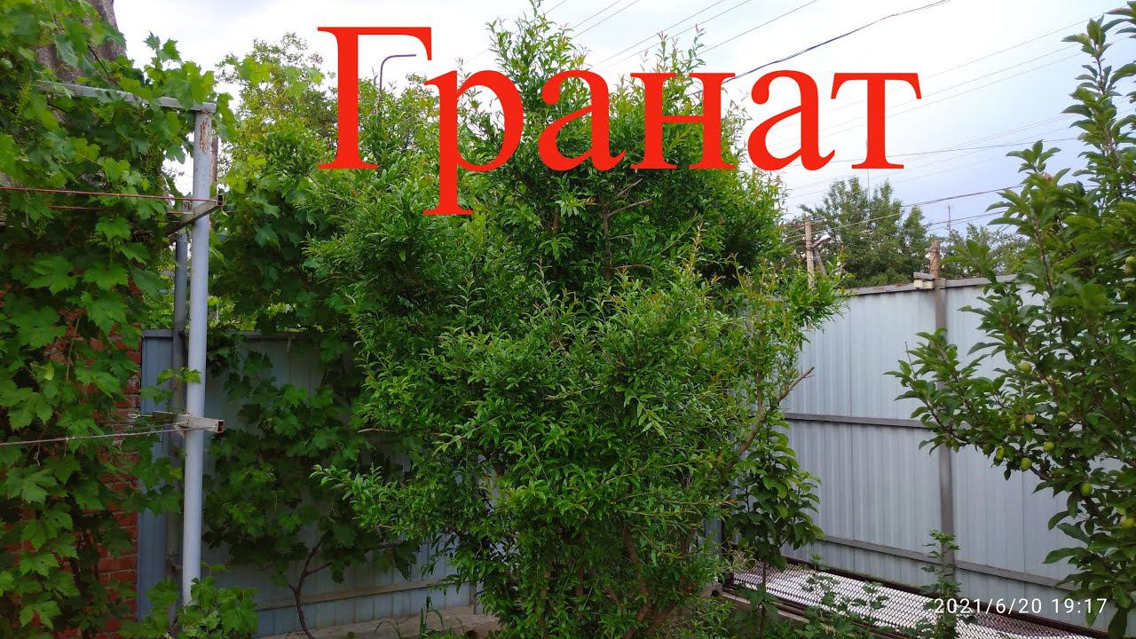 Выращивание граната в Краснодарском крае,как перезимовал?обрезка граната. смотреть онлайн