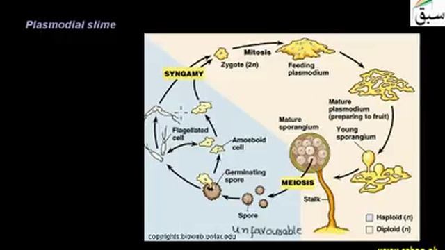 Fungus Like Protists | Punjab/Federal Board Syllabus смотреть онлайн