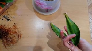 Сансевиерия ханни. Пересадка после покупки.