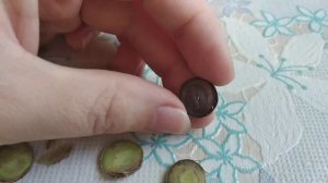 ДЕНЕЖНОЕ ДЕРЕВО. КАК СРЕЗАТЬ ГНИЛУЮ ЧАСТЬ СТВОЛА У ТОЛСТЯНКИ? БОРЮСЬ ЗА СВОЮ КРАССУЛУ.