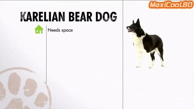 Самая РЕДКАЯ ПОРОДА СОБАК!!! Карельская МЕДВЕЖЬЯ СОБАКА!!! The Karelian BEAR DOG!!! смотреть онлайн