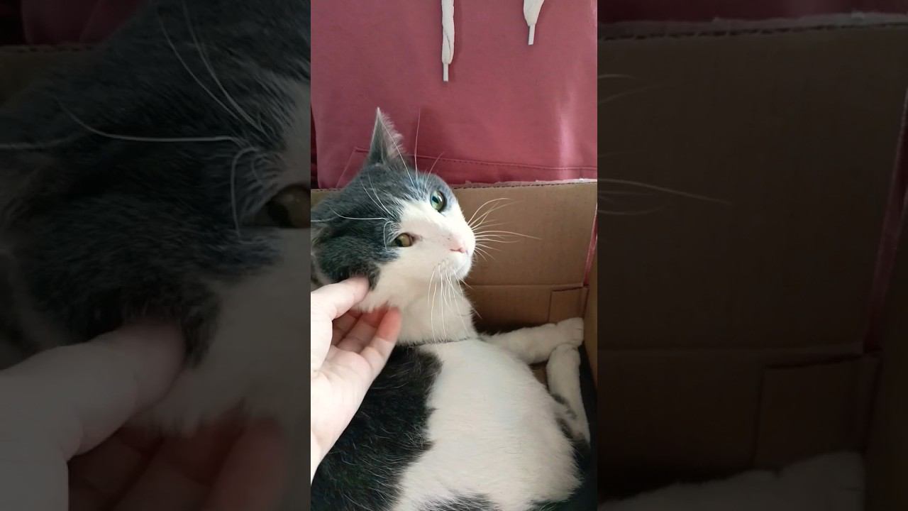 Теперь я Чебурашка, в коробке с апельсинами.#мурзик #кот #питомец #чебурашка #лайк смотреть онлайн