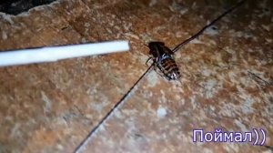 Умножитель напряжения для электронной ловушки + испытание на таракане
