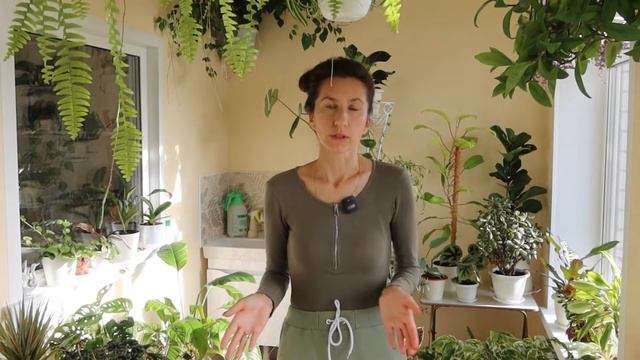 Обработка комнатных растений от паутинного клеща. Как обнаружить и что делать! смотреть онлайн