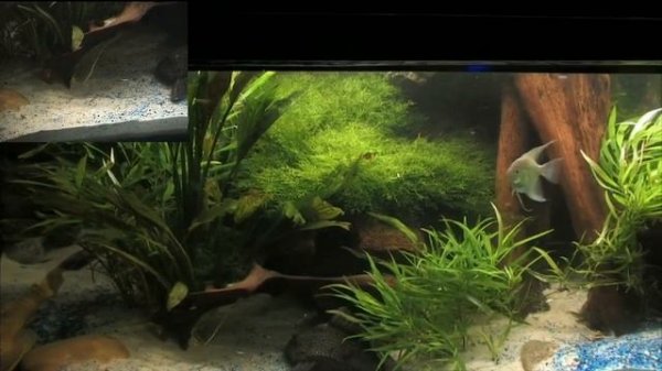 Aquarium mit Canon Camcorder XL2 gefilmt und über Firewire in den Pc, der dann über X-Splitt stream