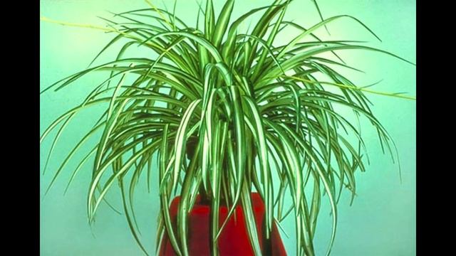 Хлорофитум Приметы и суеверия