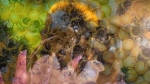 Разведение Шмелей в домашних условиях как бизнес идея