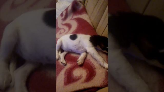 Русский спаниель щенок сниться плохой сон смотреть онлайн