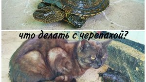 Нашли черепаху!