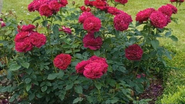 Роза Фальстаф (Falstaff) — описание сорта смотреть онлайн