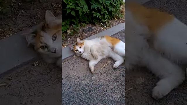 Гатчинская полиция в деле смотреть онлайн