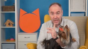 ЙОРКШИРСКИЙ ТЕРЬЕР (ЙОРК) - ВСЕ О ПОРОДЕ / Обзор породы от кинолога Григория Манева