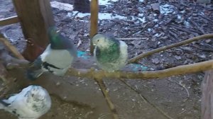 Мясные голуби МАГДЕИНЫ