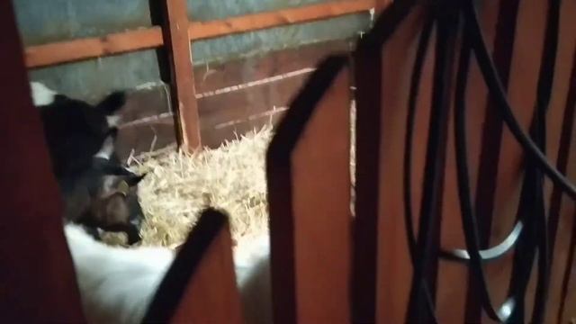 Электропроводка своими руками? Провели Электричество в Козлятник? смотреть онлайн