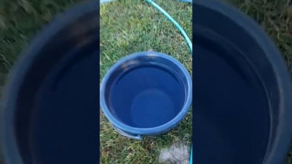 Фитоспорин- М - применение, сроки хранения, профилактика фитофтороза. Фитофтора не дремлет.