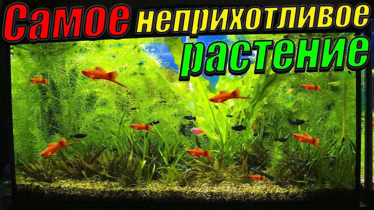 Неприхотливое аквариумное растение! [Растёт даже при слабом свете и без удобрений] смотреть онлайн