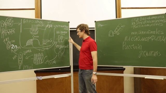 Малый практикум 12 занятие. Отдел Basidiomycota, часть 1