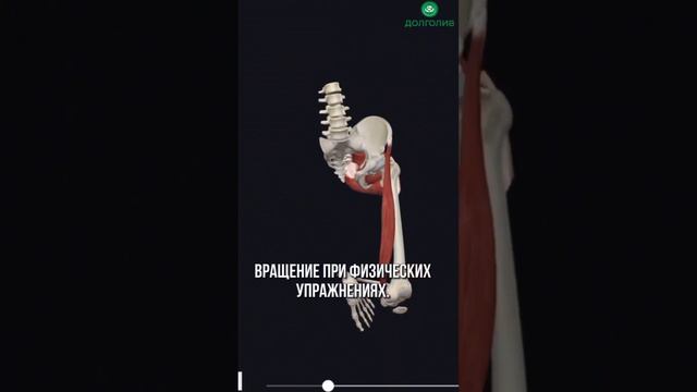 БОЛИ В ПОЯСНИЦЕ И ТАЗУ – СИНДРОМ ГРУШЕВИДНОЙ МЫШЦЫ смотреть онлайн