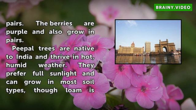 Information About the Peepal Tree смотреть онлайн