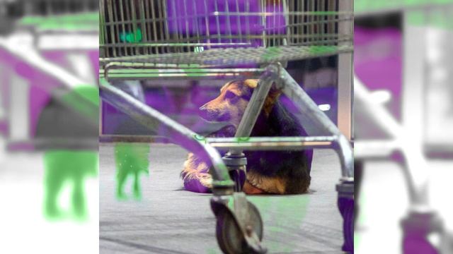 ФОТОПРОЕКТ БЕЗДОМНЫЕ СОБАКИ ГЛАЗА ПОВИДАВШИЕ ЖИЗНЬ 2020