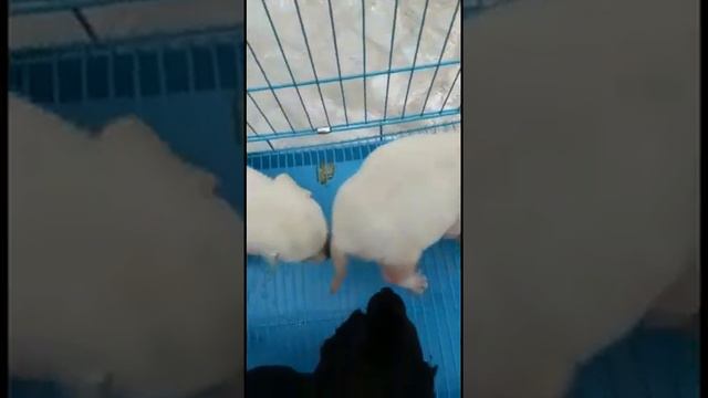 Husky Adult Sale Labrador Puppies Pug Puppy Available Now смотреть онлайн